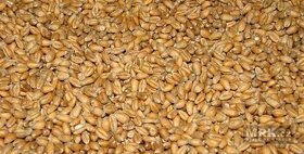 Ječmen,pšenice a šrot