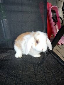 Zakrslý králík beránek kluk bílo hnědý - 1