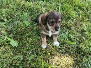 Trpasličí pinč x Jack Russell teriér