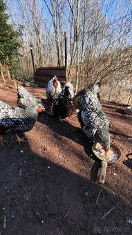 Násadové vejce Wyandotka