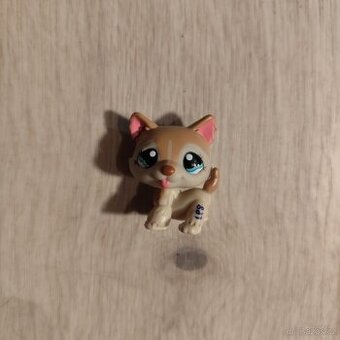 LPS pejsek Husky