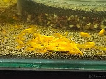 Neocaridina Davidi