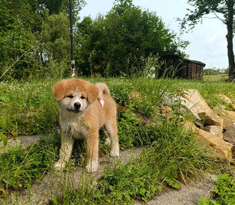 Akita inu c PP