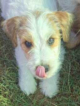 Jack russell terier