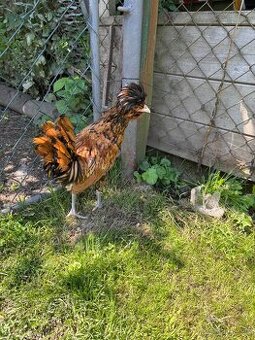 Zdrobněle paduanky