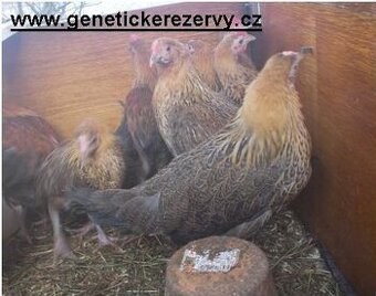 Česká zlatá kropenka - kuřice - Frýdek - Místek