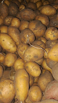 Brambory od zemědělce k uskladnění