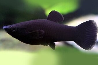 Black Molly