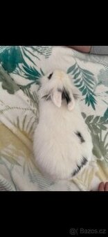 Zakrslý králík