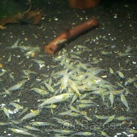 (NEDOSTUPNÉ) krevetky White Pearl