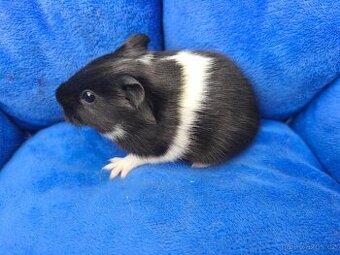 Morčátka s VP  i PP