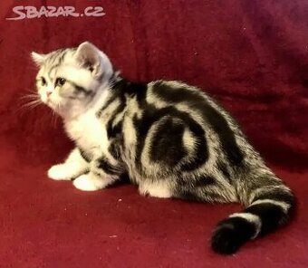 Britská koťátka s PP, FIFE