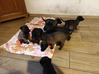 BELGICKÝ OVČÁK MALINOIS