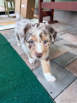 Australsky ovciak s PP