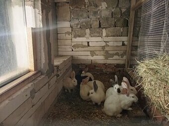 Francouzská Hyla  i kříženci