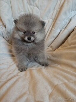 Pomeranian