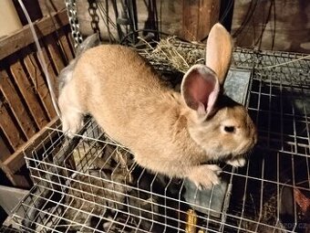 Prodám samičku 3mesice máma Hyla tata belgický obr 🥕