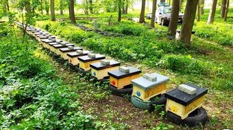 Nabídka oddělků Langstroth 2/3 pro rok 2026