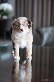 Miniaturní americký ovčák