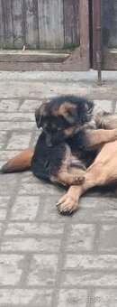 Stěně německý ovčák fenka