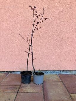 Japonský javor, zahrada, skalka, 2ks samostatně