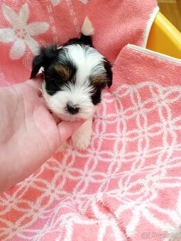 Yorkšírský ( jorkšírský)teriér biewer  fenka