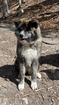Prodej Akita Inu s PP