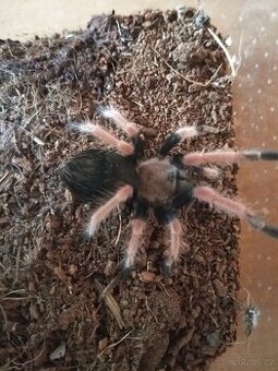 Sklipkan , pavouk , tarantule
