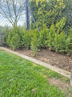 Prodám thuje, buxus zimostraz