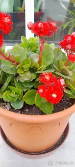 Kalanchoe - 1