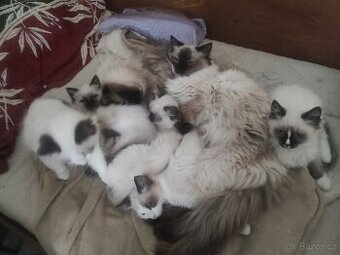 Ragdoll koťata bez PP