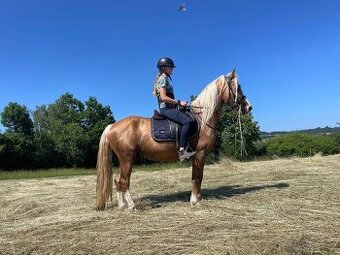 Koupím odstávče klisnu, kobylku Welsh Cob D