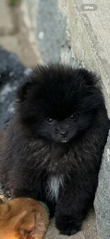Pomeranian s PP