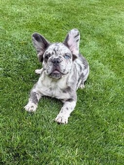 Francouzský buldoček blue merle fluffy fenka, isabella fenka