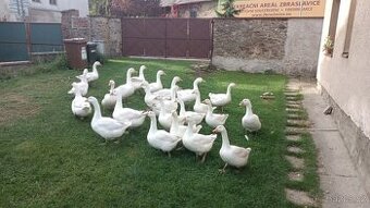 Prodám vykrmené masné HUSY