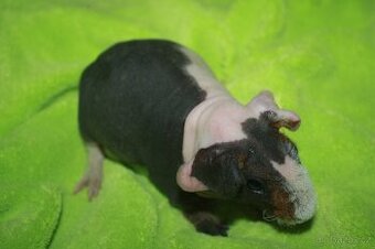 Morčátko skinny  z chs