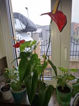 Anturie červená a jiné