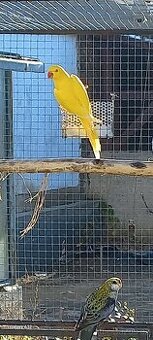 Alexandr malý lutino kr. 25