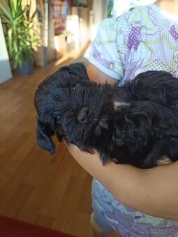 Knírač malý černý