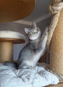 Britská koťátka s PP