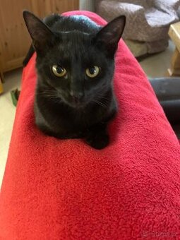 Bolt - osmiměsíční černý kocour, kastrovaný, čipovaný