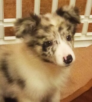 Štěně Border Kolie