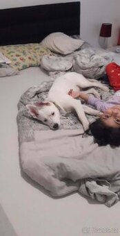 Štěně  Stafford  fenka 3měsíční