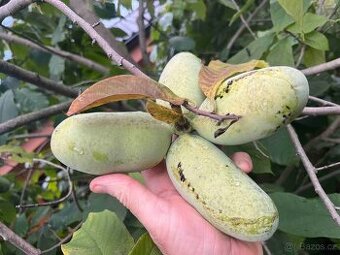 Semena Asimina triloba, paw-paw, banán severu. 10 kusů