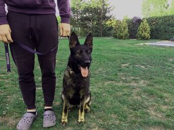 Německý ovčák fena na hlídání má základní výcvik