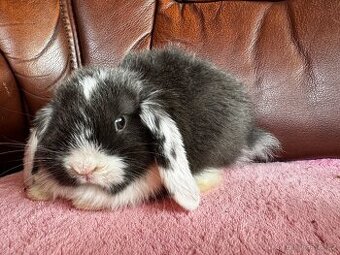 Bobulky - mini králíčci hledají své doma