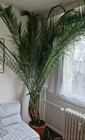 Datlová palma 2,8 m - 1