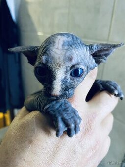 Sphynx