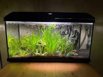 Kompletně vybavené akvárium 50 l zdarma za odvoz