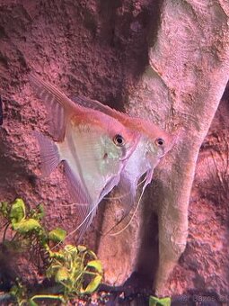 Pterophyllum scalare Manacapuru Red shoulder - 1